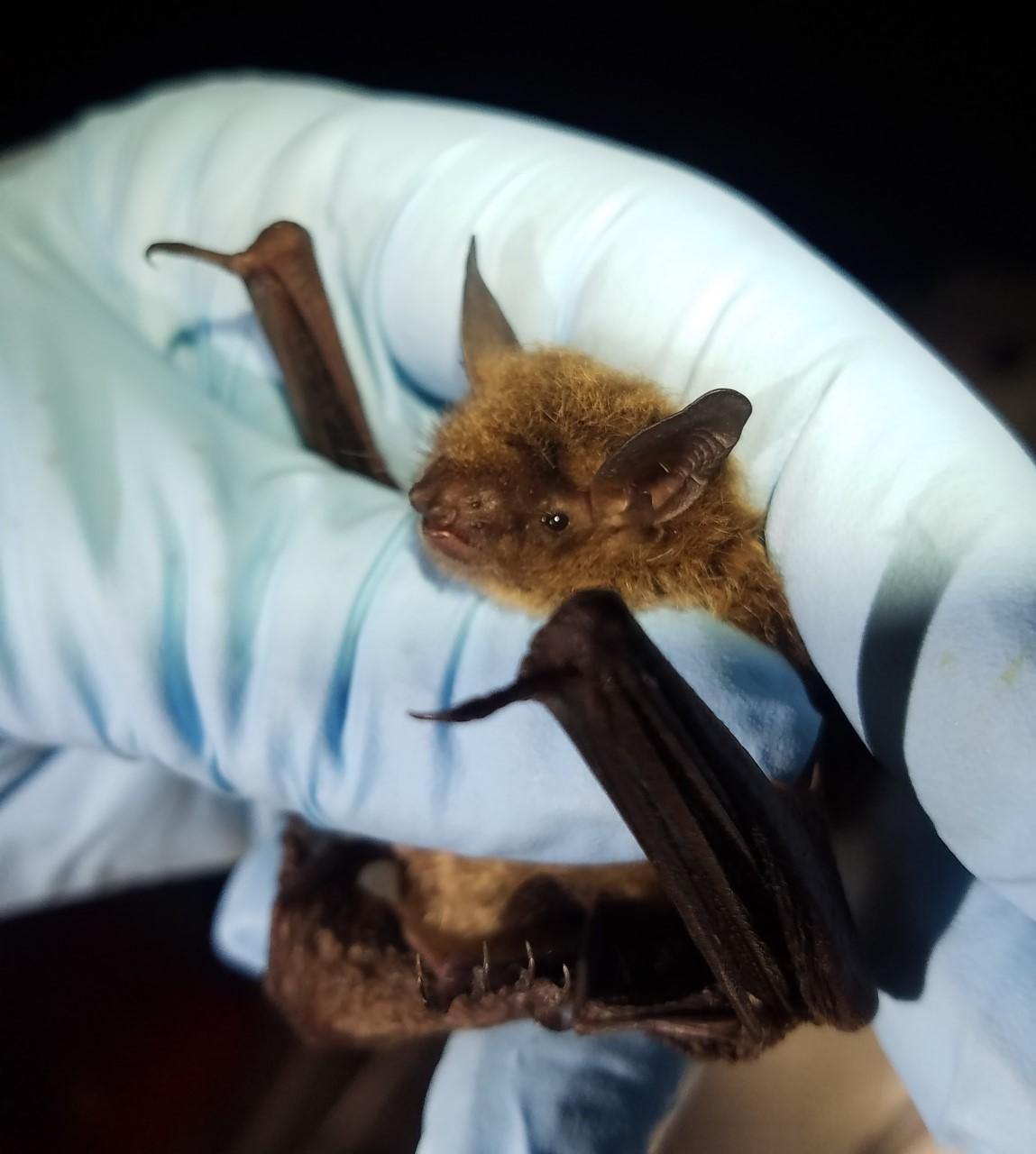 hand holding a bat